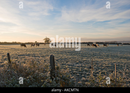 Herde der Kühe an einem frostigen Morgen Stockfoto