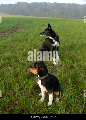Porträt von Greyhound-Border-Collie überqueren Sie taumelte und jack-Russell-terrier Stockfoto