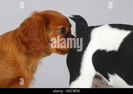 Französische Bulldogge und Cavalier King Charles Spaniel Welpen 3 Monate Stockfoto