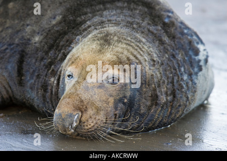 Close-up Portrait eines Stiers Atlantic grau Siegel ruht auf dem sand Stockfoto