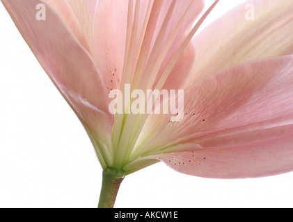 Abstrakte Lily Stockfoto