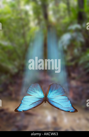 BLUE MORPHO Schmetterling Morpho sp tropischen Regenwäldern Südamerikas Stockfoto