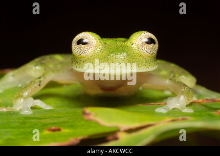 Glas Frosch Hyalinobatrachium sp (neu entdeckten Arten) Lago Preto Erhaltung Konzession Amazonas Regenwald Yavari Vall Stockfoto