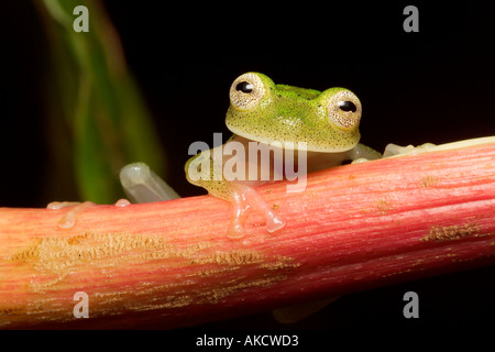 Glas Frosch Hyalinobatrachium sp (neu entdeckten Arten) Lago Preto Erhaltung Konzession Amazonas Regenwald Yavari Vall Stockfoto