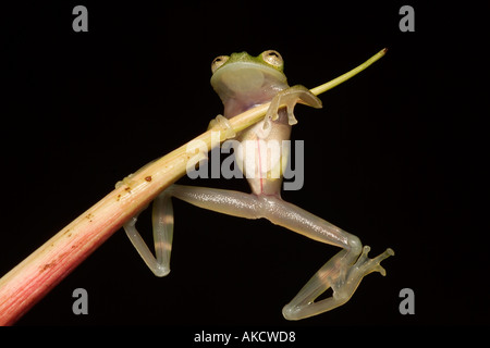 Glas Frosch Hyalinobatrachium sp (neu entdeckten Arten) Amazonas Regenwald Yavari Tal Loreto Peru Stockfoto