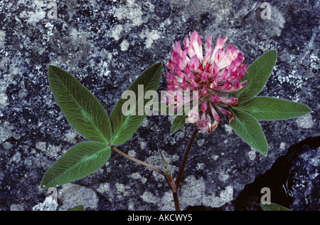 Rotklee Trifolium Pratense wächst gegen Kalkstein Stockfoto