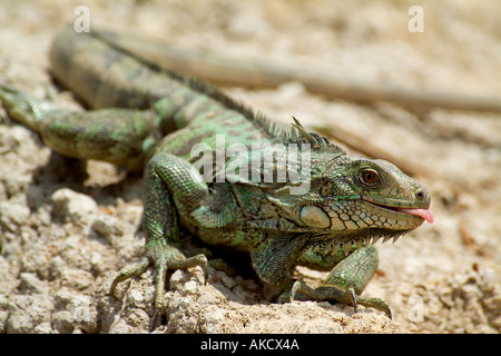 GRÜNER LEGUAN Iguana Iguana Amazonas Regenwald Yavari Tal Loreto Peru Stockfoto