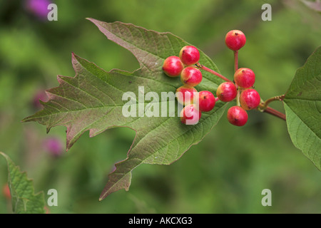 Guelder Rose Viburnum Opulus Blätter und Früchte Stockfoto