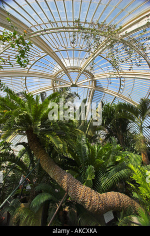 Innenraum des Palm House Kew Gardens London Stockfoto