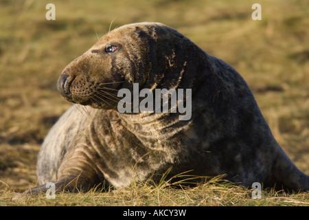 Bull Atlantic grau Dichtung liegen auf dem Rasen Stockfoto