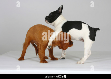 Französische Bulldogge und Cavalier King Charles Spaniel Welpen 3 Monate Stockfoto