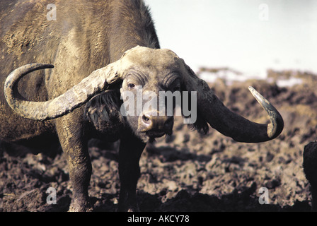 Männliche afrikanische Kaffernbüffel mit sehr breiten Hörnern Aberdares Nationalpark Kenia in Ostafrika Stockfoto