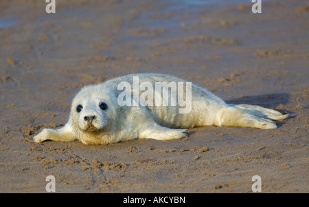 Junge Atlantic Grey Seal pup Liegen am Strand Stockfoto