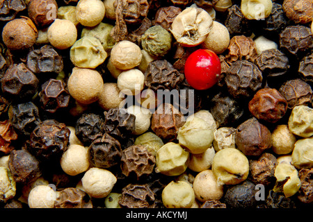 Haufen von gemischte Pfefferkörner mit einem Sinle rot grün weiß und schwarz Stockfoto