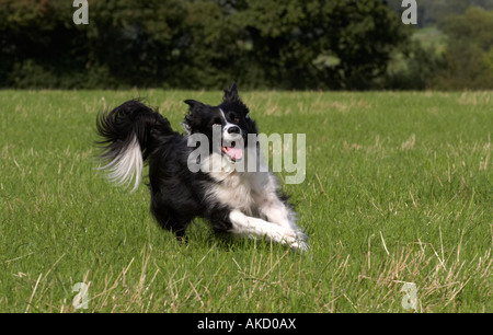 Border Collie in der offenen Landschaft Stockfoto