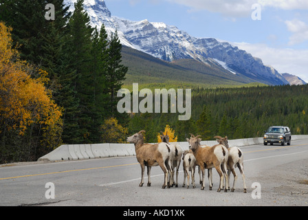 Vorsichtige wilde Dickhornschafe Berg auf Fahrbahn mit Auto in den kanadischen Rocky Mountains Nationalpark Banff Alberta Canada Stockfoto