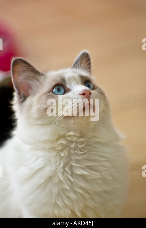 Eine junge blue bicolour Ragdoll Katze Kitten männlich in England UK EU Stockfoto