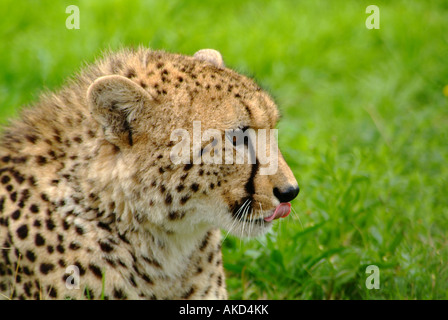 Erwachsene weibliche Gepard im Profil gegen Grasgrün Stockfoto