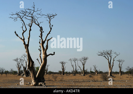 Moringa Bäume Moringa Ovalifolia im Sproukieswood oder im Haunted Wald an der Westseite des Etosha Nationalpark in Namibia Stockfoto