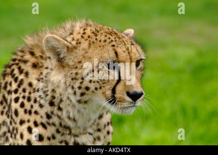 Erwachsene weibliche Geparden in Dreiviertel Flächenansicht gegen Grasgrün Stockfoto