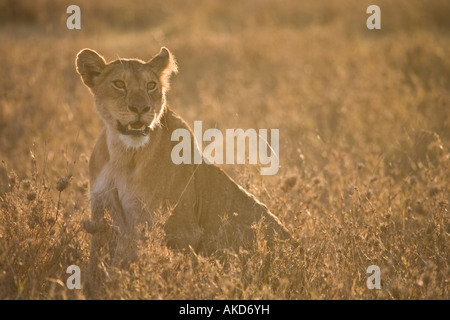 Löwin (Panthera Leo) in hohe Gräser; Ndutu, in der Nähe von Serengeti, Tansania, Ostafrika. Stockfoto