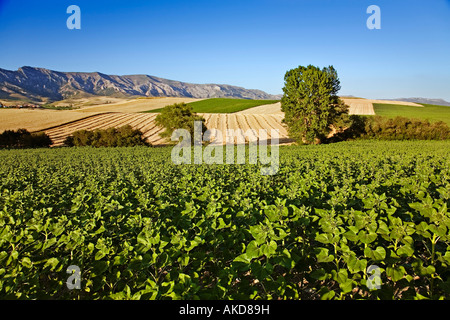 Felder von Sonnenblumen und Getreide in der Region von Bureba Burgos Castilla Leon Spanien Stockfoto