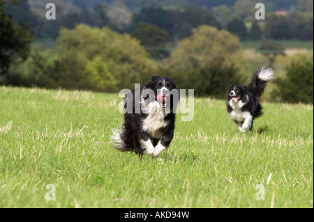 Border Collies in der offenen Landschaft Stockfoto