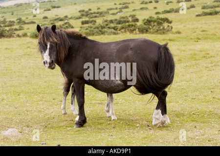 Dartmoor-Ponystute mit ihrem Fohlen versteckt sich hinter ihr im Dartmoor-Nationalpark, Devon UK. Stockfoto