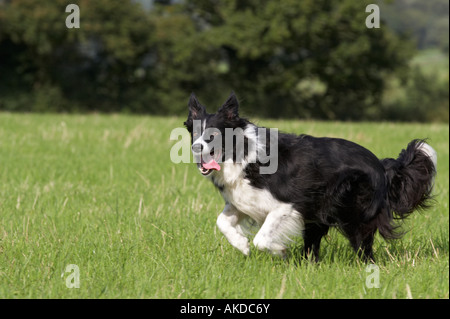 Border Collie in der offenen Landschaft Stockfoto