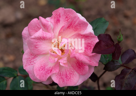 Inner Wheel Aberdeen City Parks Rosengarten Grampian Region Schottland DAF 1011 Stockfoto