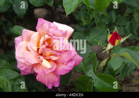 Rose Chiago Frieden Johnago Aberdeenshire Grampian Schottland, Vereinigtes Königreich Stockfoto