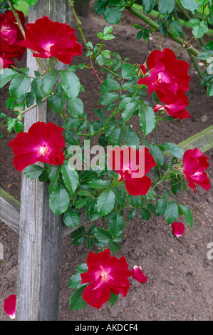 Rose Dortmund Drum Schlossgarten Aberdeenshire Grampian Schottland, Vereinigtes Königreich Stockfoto