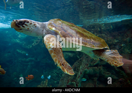 Echte Karettschildkröte Eretmochelys Imbricata Oceanopolis Brest-Bretagne-Frankreich Stockfoto