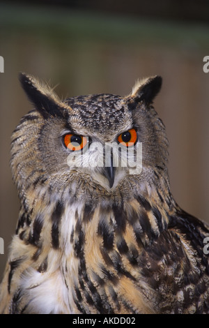 Die eurasische Adler-Eule (Bubo Bubo) Stockfoto