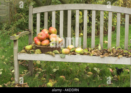 Garten-Sitzplatz mit Laub und Windfall Apfelkorb unter Baum England Oktober Stockfoto