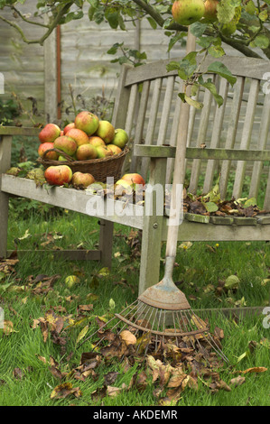 Garten-Sitzplatz mit Laub Rasen Rechen und Windfall Apfelkorb unter Baum England Oktober Stockfoto