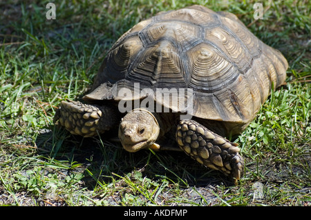 Afrikanische Sporn Oberschenkel Schildkröte auf dem Display an Festival Lake City Florida Stockfoto