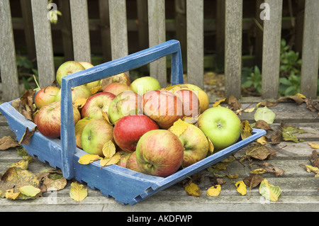 Windfall Äpfel in blauen Trug auf Gartenbank England Stockfoto