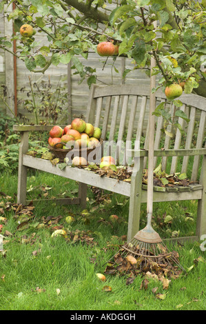 Garten-Sitzplatz mit Laub Rasen Rechen und Windfall Apfelkorb unter Baum England Oktober Stockfoto