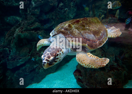 Echte Karettschildkröte Eretmochelys Imbricata Oceanopolis Brest-Bretagne-Frankreich Stockfoto