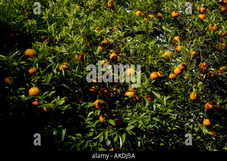 Spanien Andalusien Sevilla geblüht Orangenbaum mit Früchten im Frühjahr Stockfoto