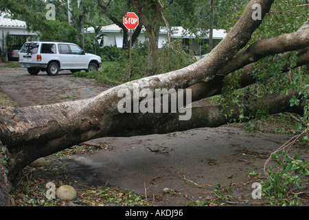 Miami Florida, Coral Gables, Wetter, Hurrikan Katrina Schaden, gefallene Bäume, blockierte Nachbarschaft, Wohn-, Gemeinde Straße, Besucher reisen Stockfoto