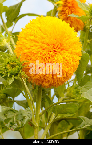Helianthus annuus „Teddybär“ wächst in einem britischen Garten. Stockfoto