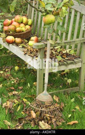 Garten-Sitzplatz mit Laub Rasen Rechen und Windfall Apfelkorb unter Baum England Oktober Stockfoto