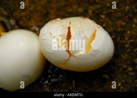 Faules Ei und zerbrochene Eier Stockfoto