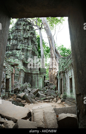 Tempel-Ruinen überwuchert von Kapok-Baum, Ta Prohm, Angkor, Kambodscha Stockfoto