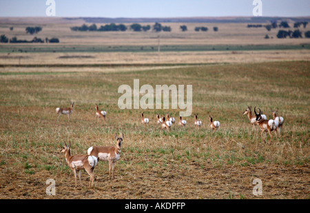 Kleine Herde Gabelböcke Antilopen im malerischen Saskatchewan Stockfoto