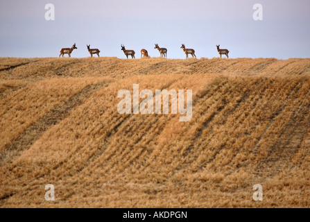 Kleine Herde Gabelböcke Antilopen im malerischen Saskatchewan Stockfoto