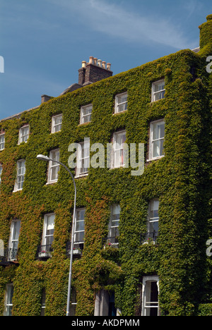 blauer Himmel und Efeu bedeckt Multi Geschichte georgianischen Haus am St. Stephens green Dublin Irland Stockfoto