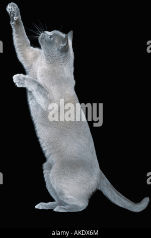 Blaue Birma Katze auf den Hinterbeinen stehend Stockfoto